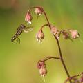 234 - HOVERFLY AND SAXIFRAGA - JONES GWYNFRYN - wales